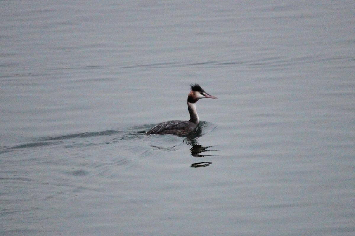 Great Crested Grebe - ML609126619