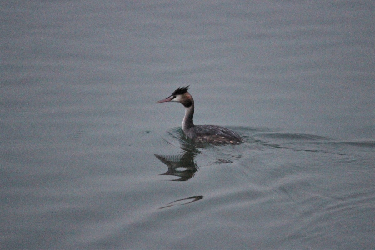 Great Crested Grebe - ML609126621
