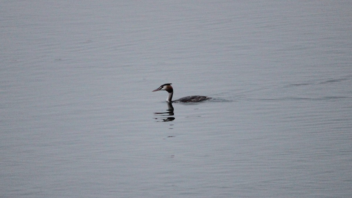 Great Crested Grebe - ML609126623