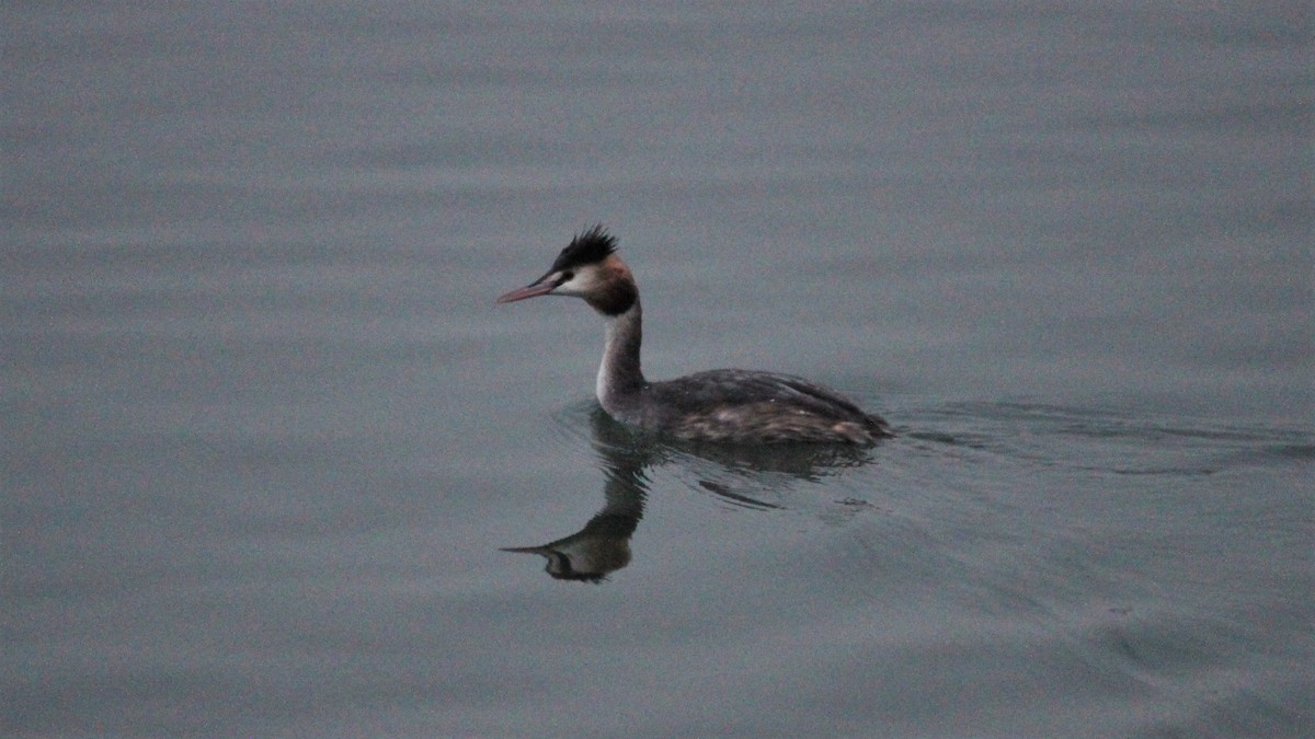 Great Crested Grebe - ML609126624