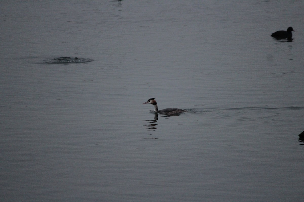 Great Crested Grebe - ML609126626