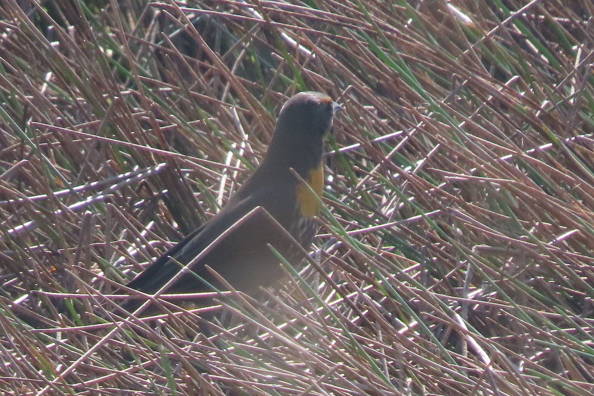 Yellow-headed Blackbird - ML609127045
