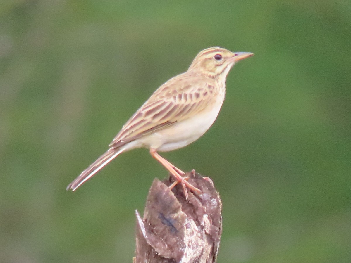 African Pipit - ML609127141