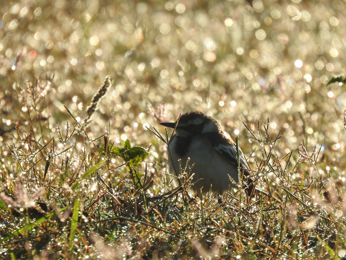 African Pied Wagtail - ML609127142