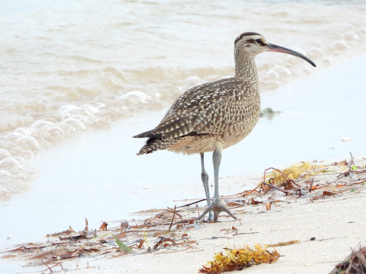 Whimbrel - Amy Grimm