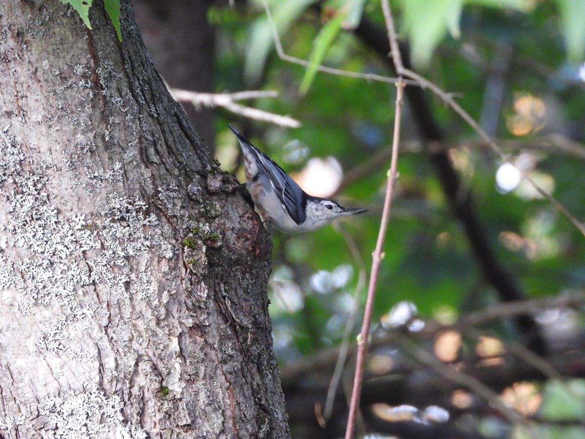 White-breasted Nuthatch - ML609127489