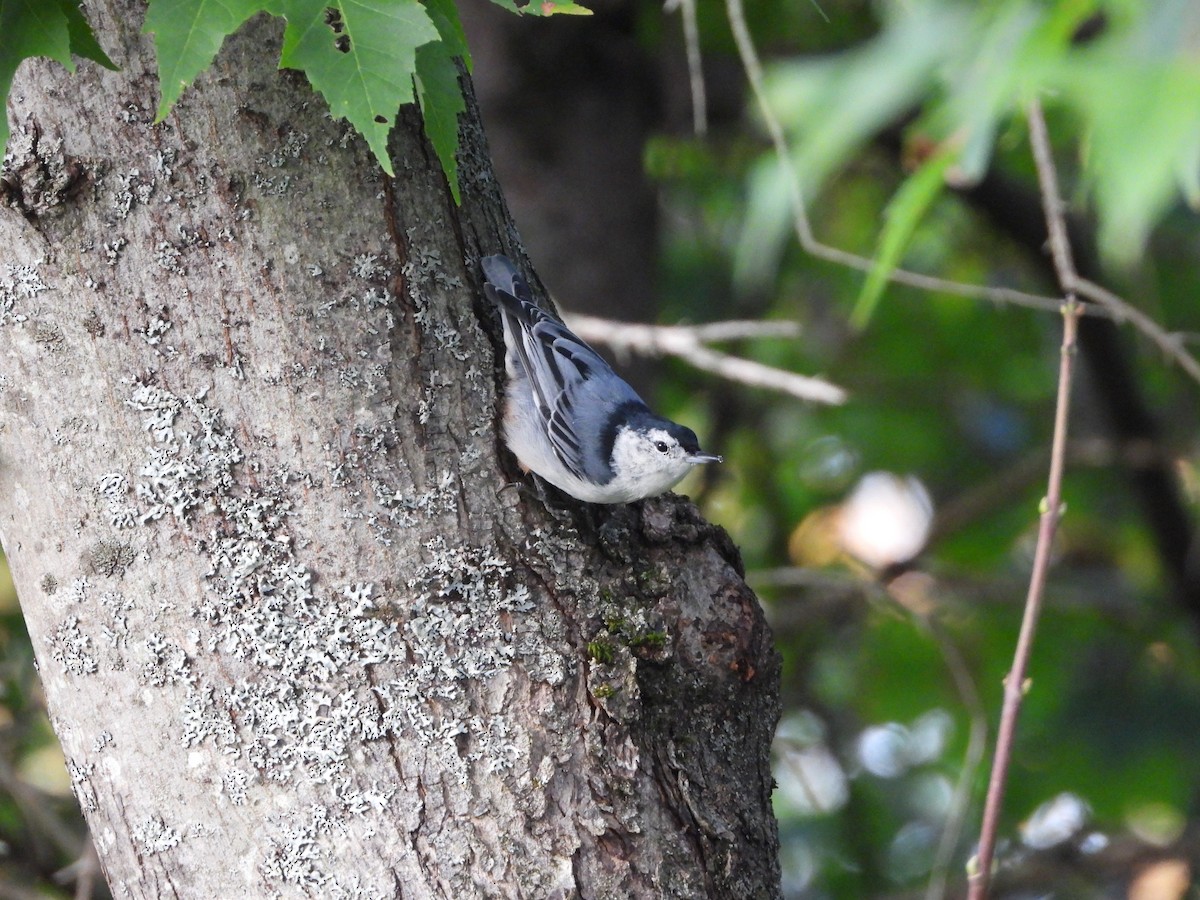 White-breasted Nuthatch - ML609127506