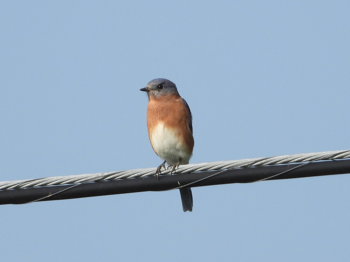 Eastern Bluebird - ML609127515
