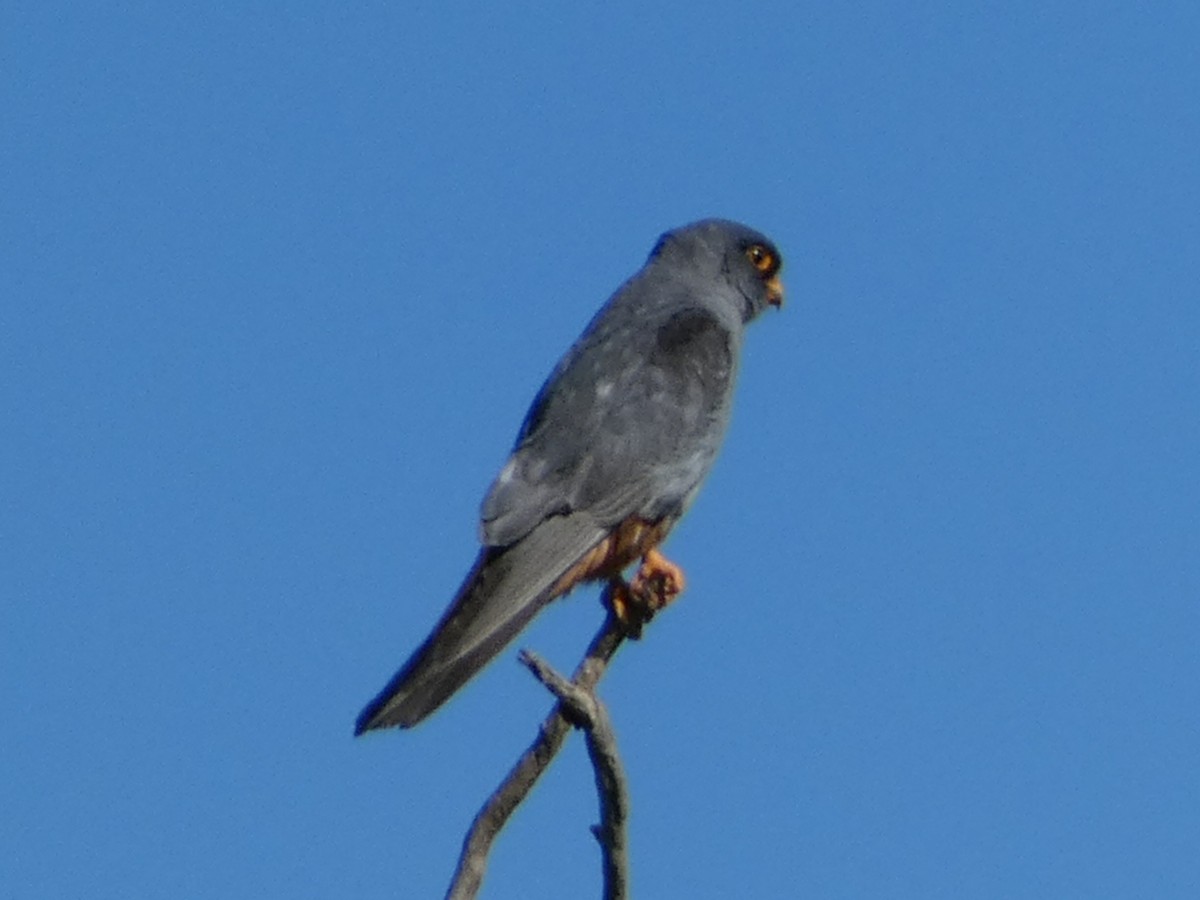 Red-footed Falcon - ML609127609
