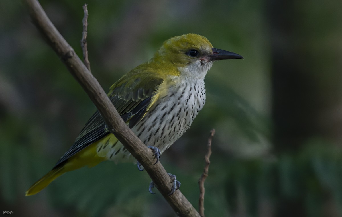 Indian Golden Oriole - ML609127845