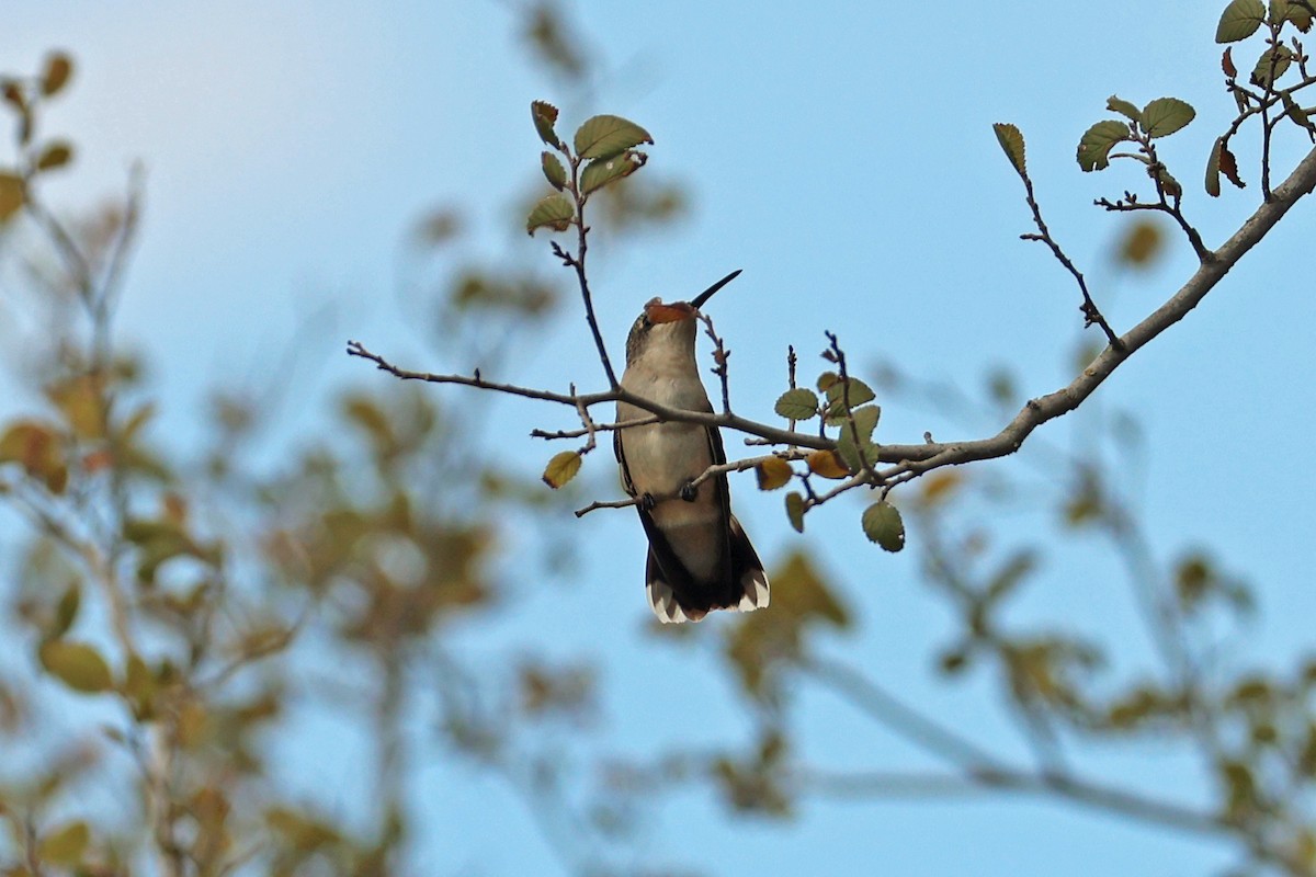 Ruby-throated/Black-chinned Hummingbird - ML609128090