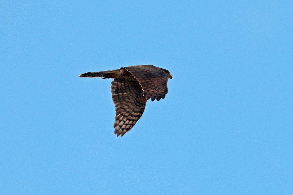 Sharp-shinned/Cooper's Hawk - ML609128098
