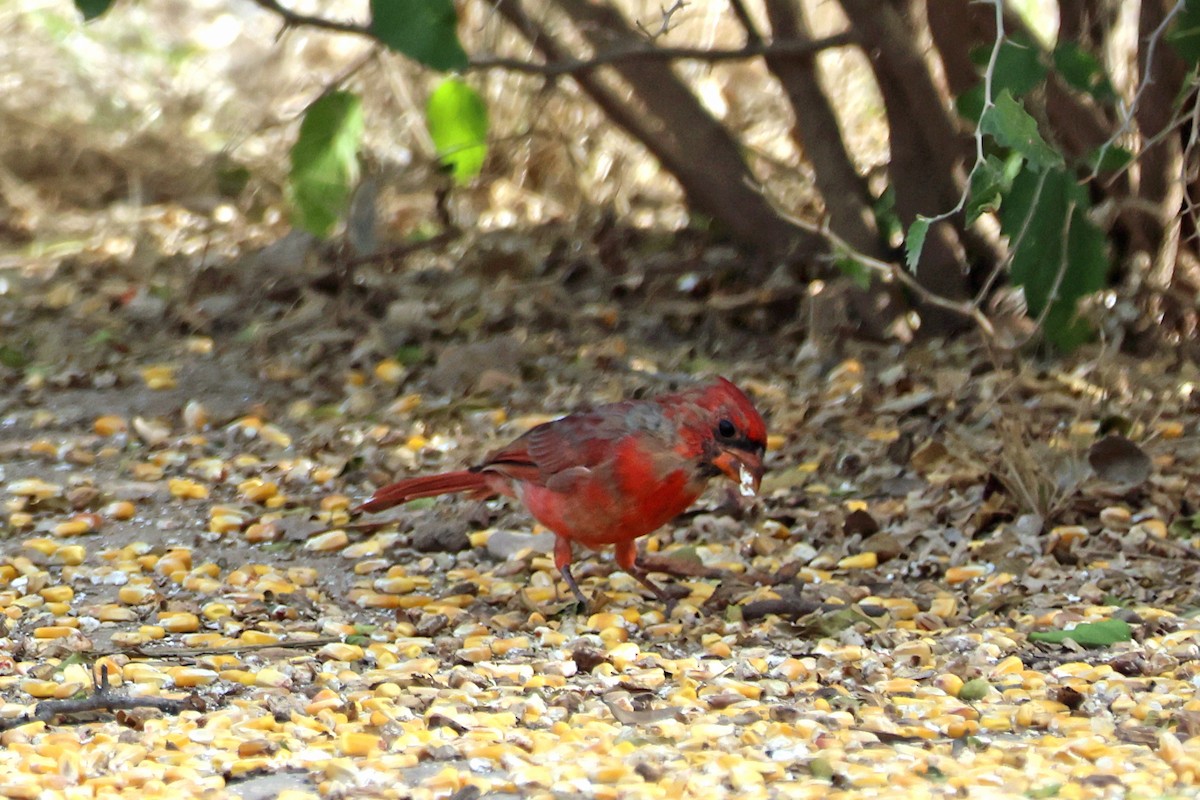 Northern Cardinal - ML609128122
