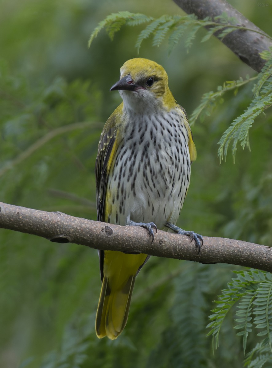 Indian Golden Oriole - ML609128186
