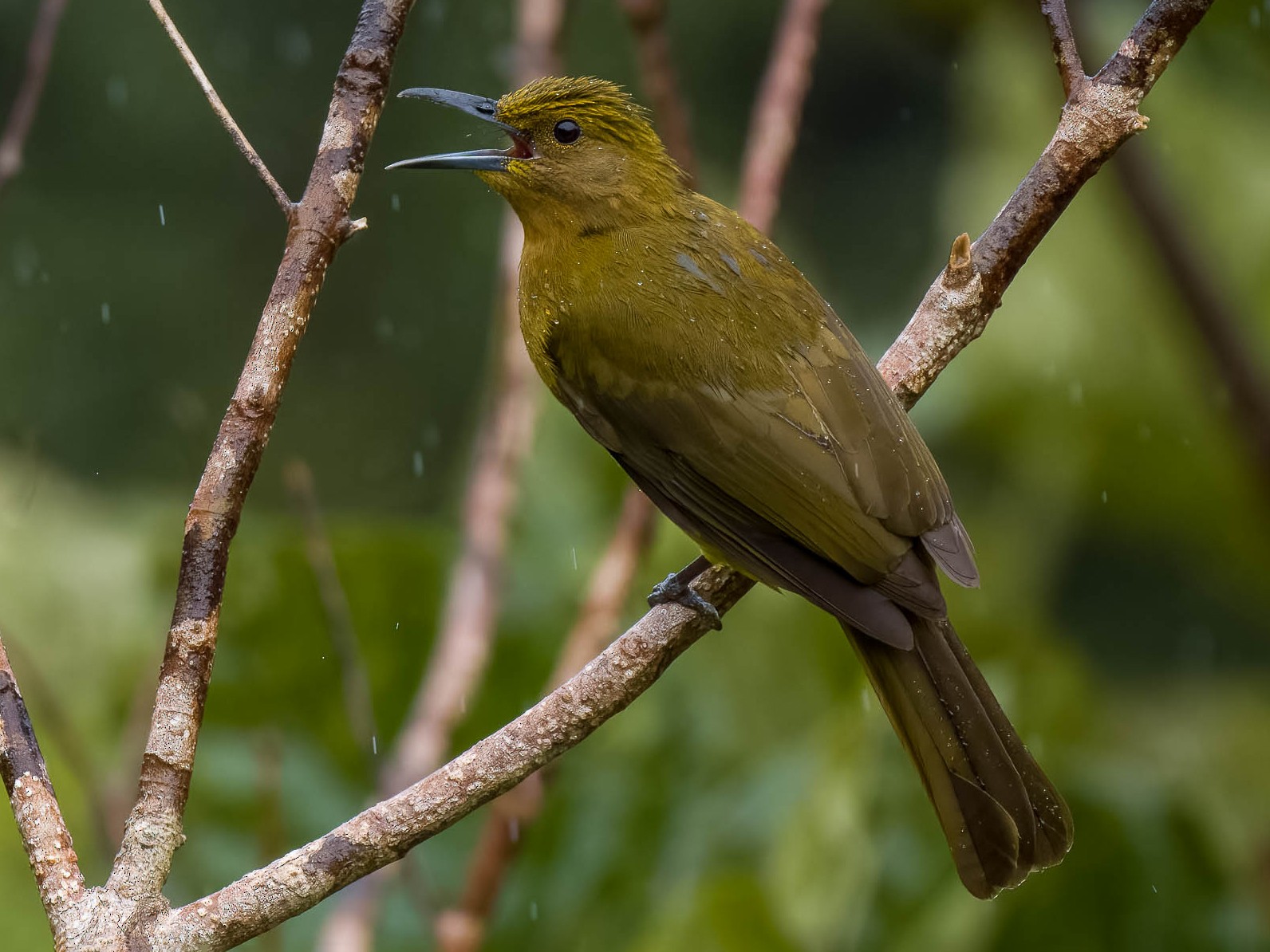 Yellowish Bulbul - Forest Botial-Jarvis