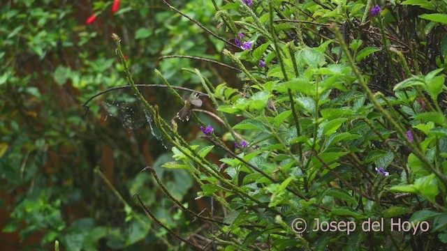 Speckled Hummingbird (melanogenys Group) - ML609128463