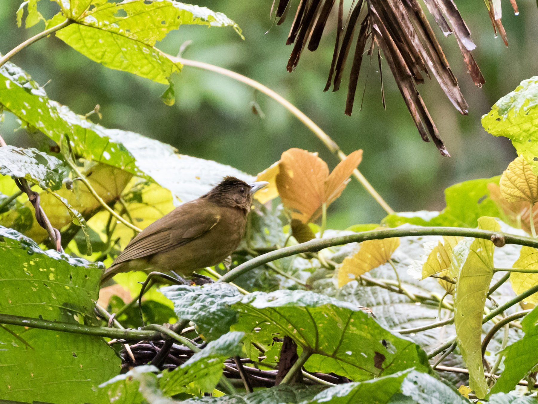 camiguin-bulbul-ebird