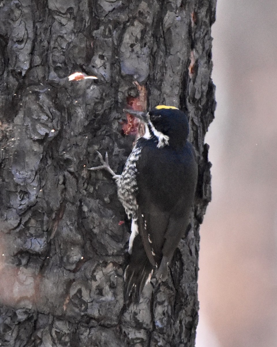 Black-backed Woodpecker - ML609128728