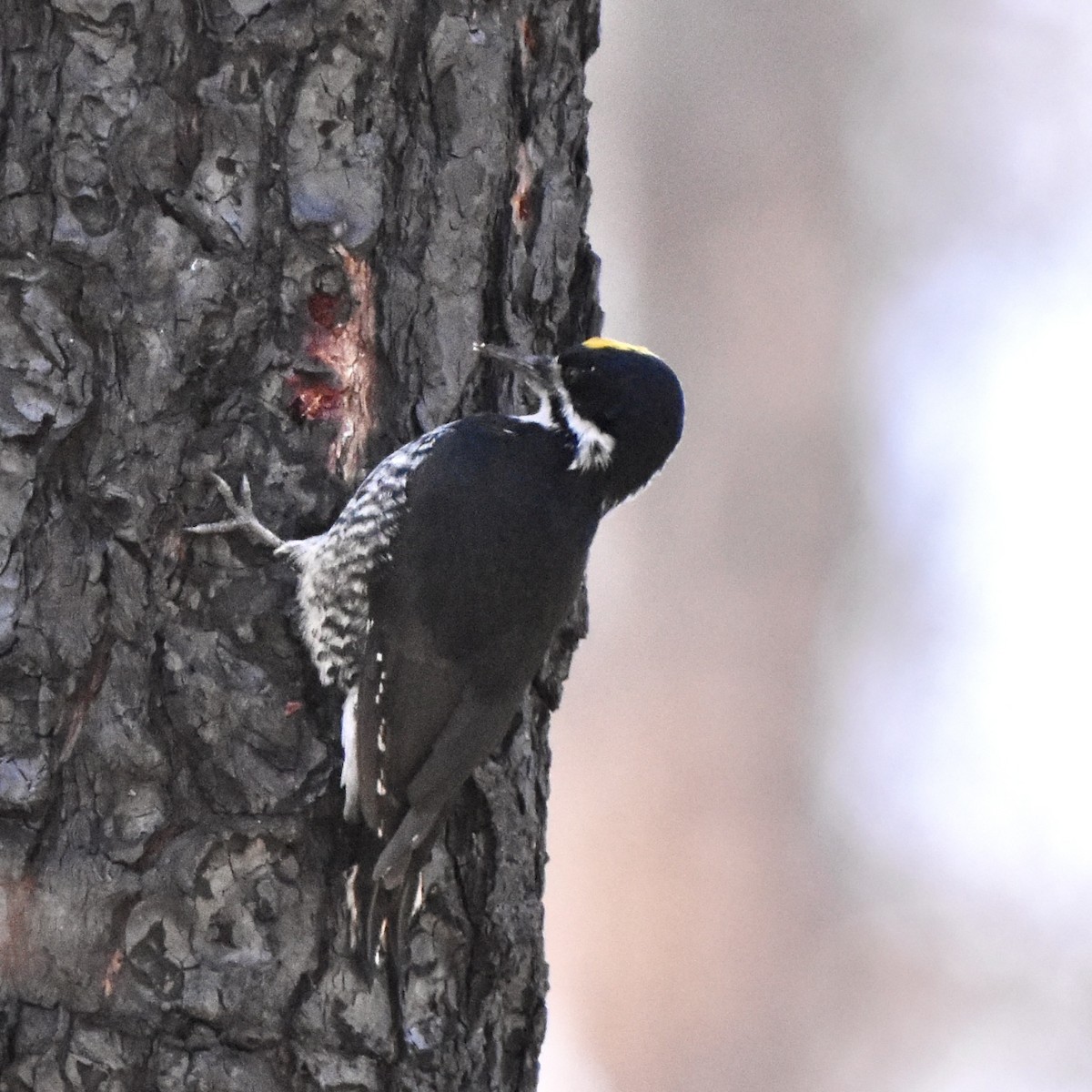 Black-backed Woodpecker - ML609128729