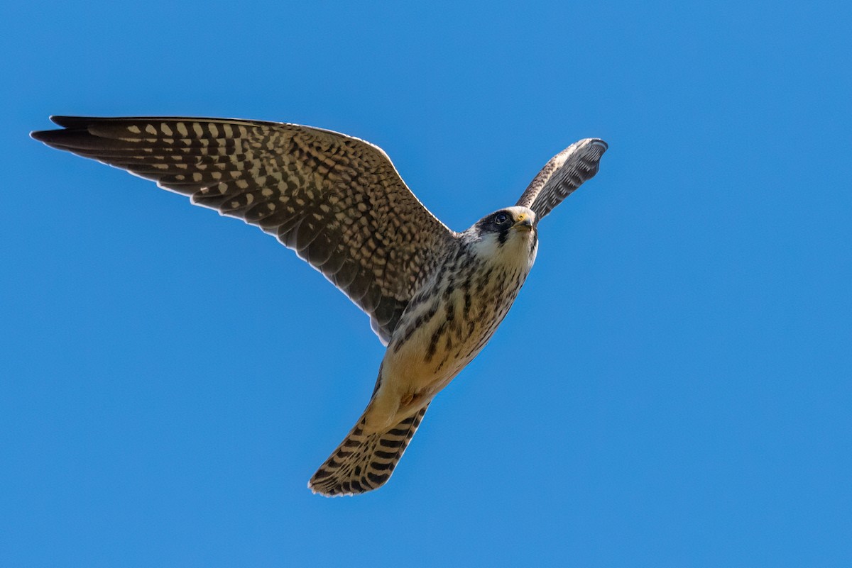 Red-footed Falcon - ML609128930