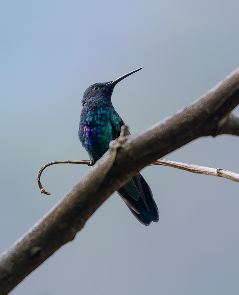 kolibřík modrolící - ML609129016