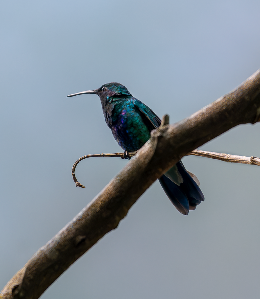 kolibřík modrolící - ML609129017
