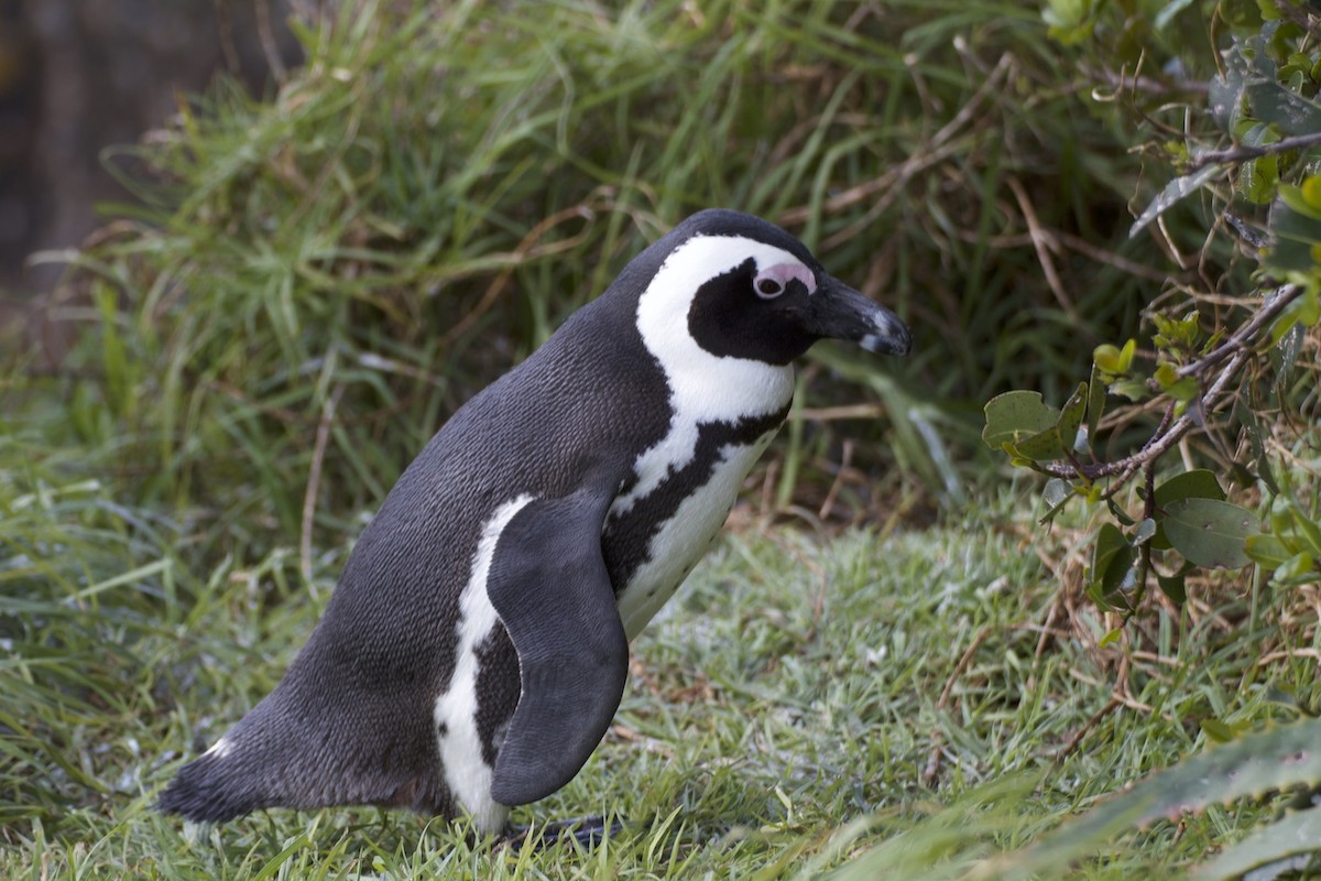 Pingüino de El Cabo - ML609129347