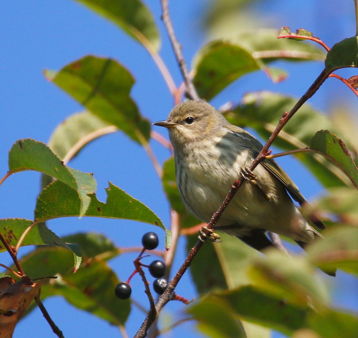 Cape May Warbler - ML609129549