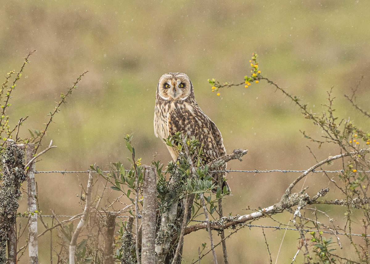 Short-eared Owl - ML609129720