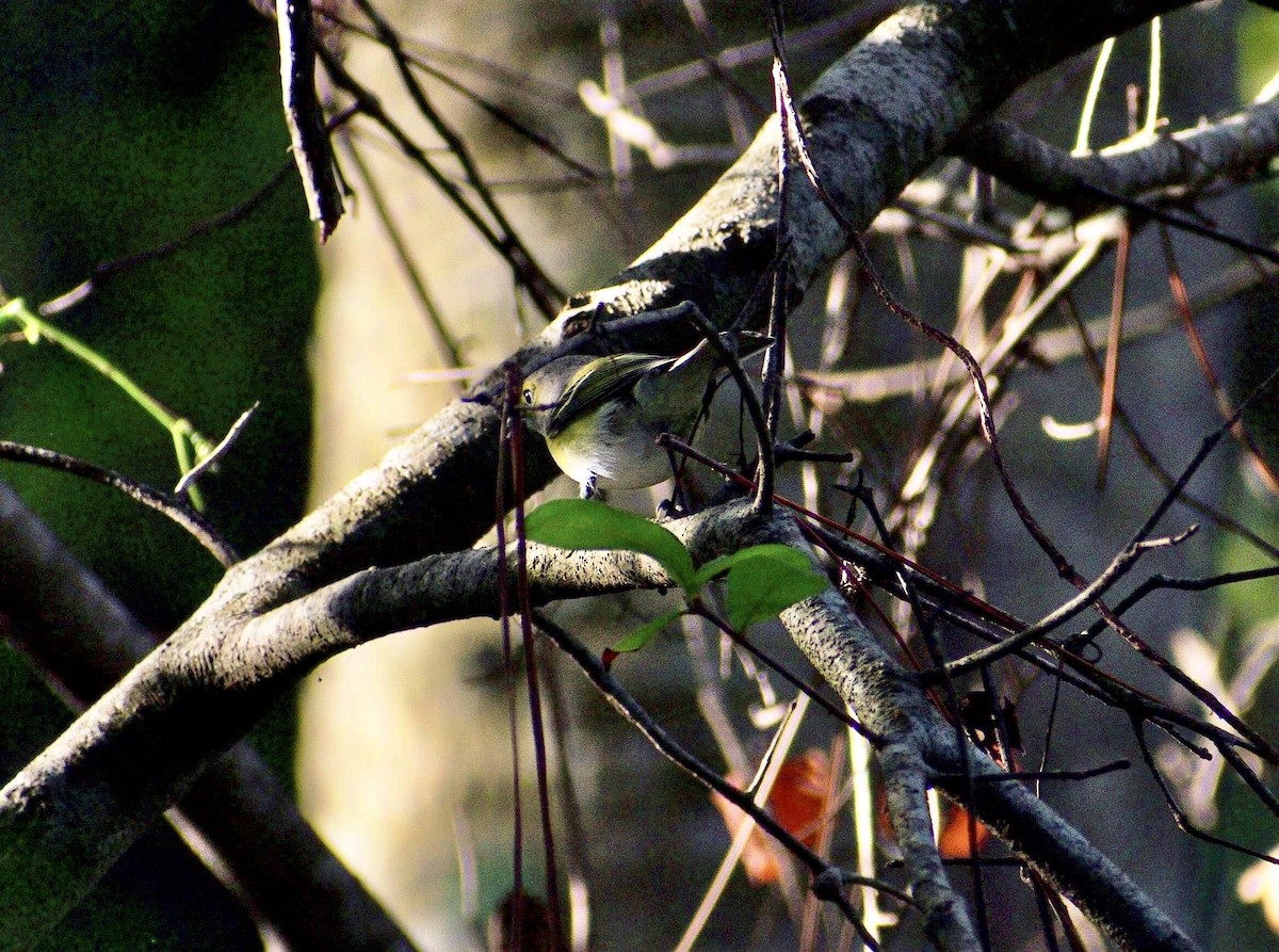 eBird Checklist 22 Sep 2023 Double Hammock Creek 26 species