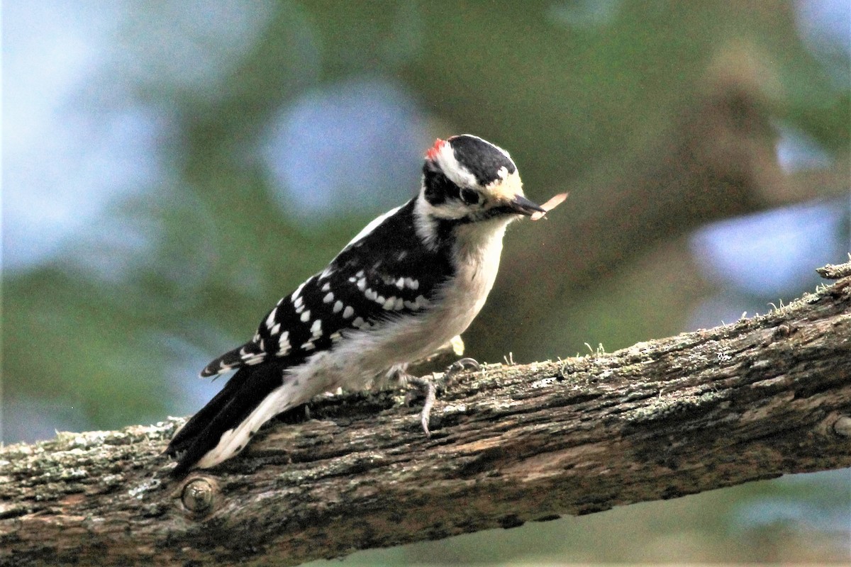 Downy Woodpecker - ML609130120