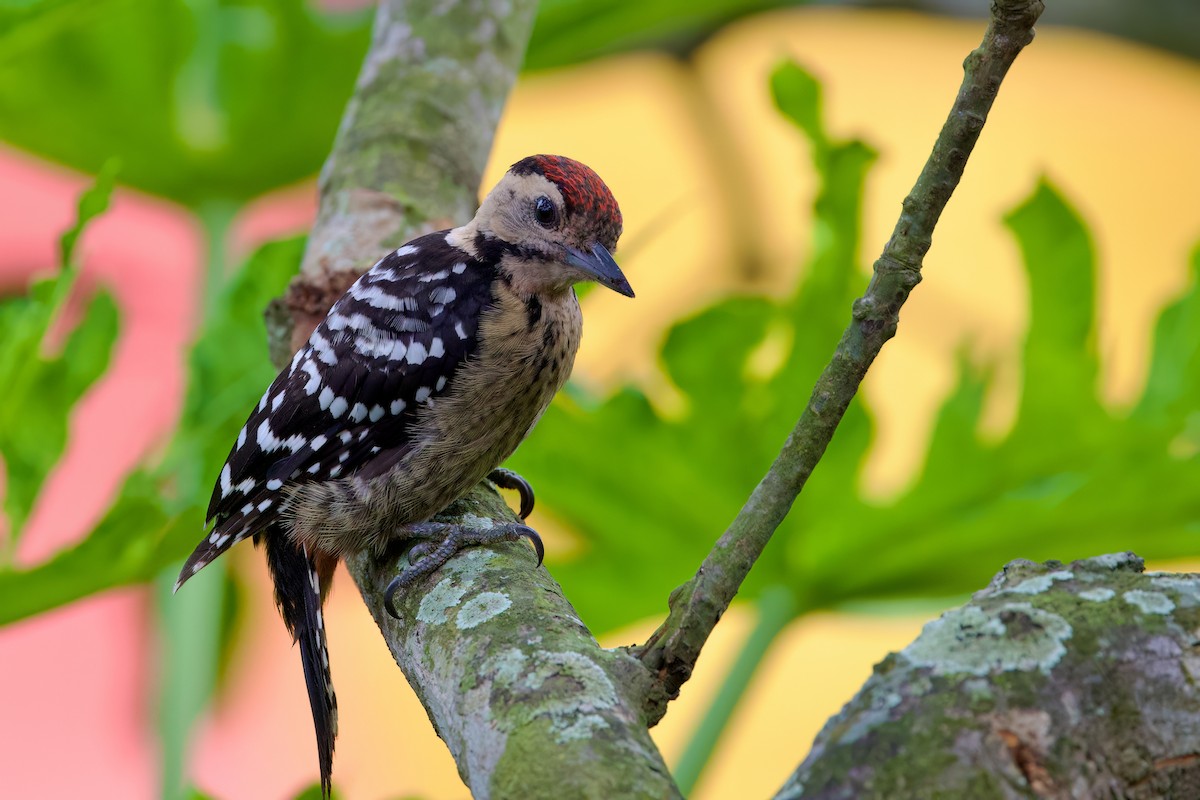 Fulvous-breasted Woodpecker - ML609130521