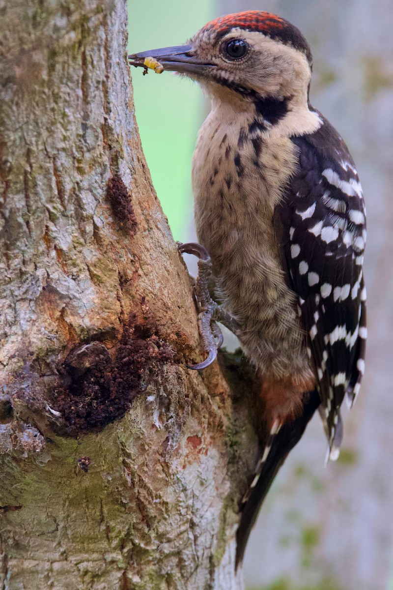 Fulvous-breasted Woodpecker - Sourav Mandal