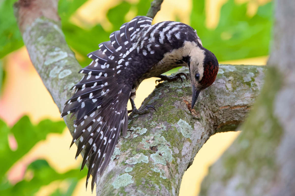 Fulvous-breasted Woodpecker - ML609130529
