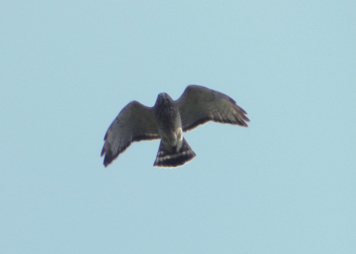 Broad-winged Hawk - ML609130698