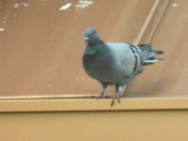 Rock Pigeon (Feral Pigeon) - ML609130824