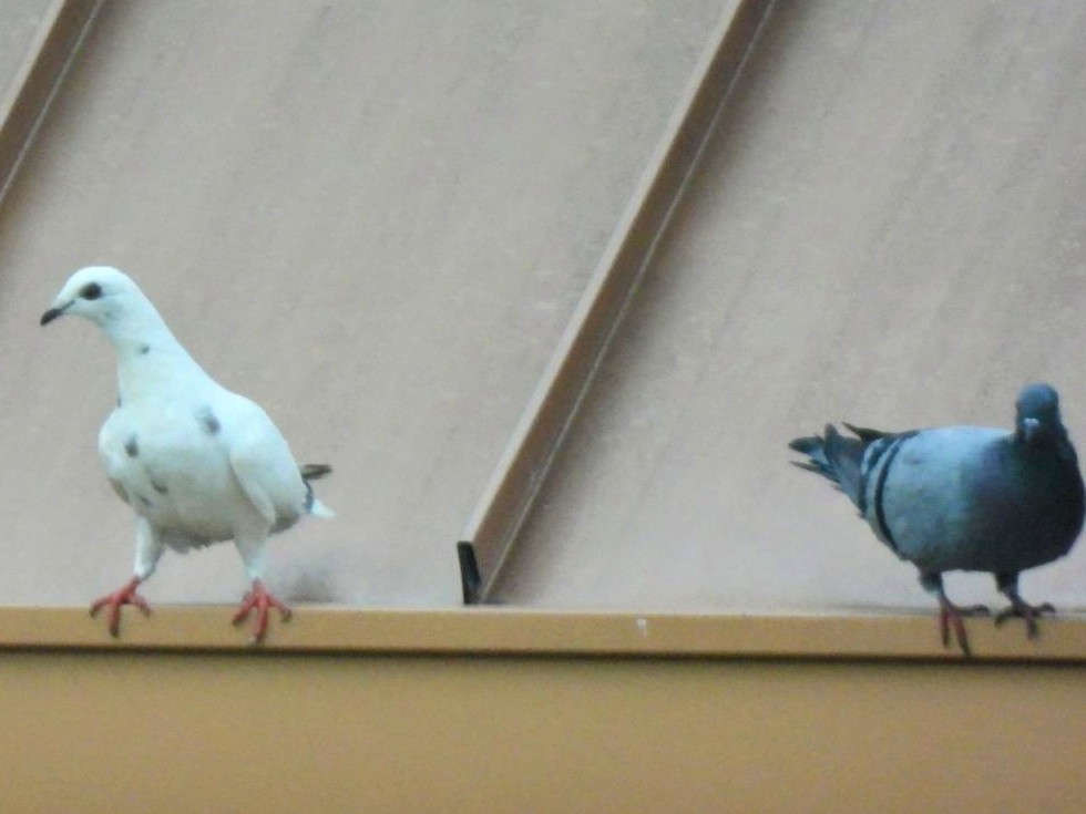 Rock Pigeon (Feral Pigeon) - ML609130826