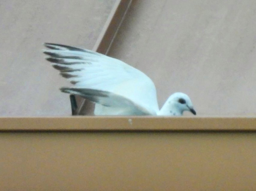 Rock Pigeon (Feral Pigeon) - ML609130827