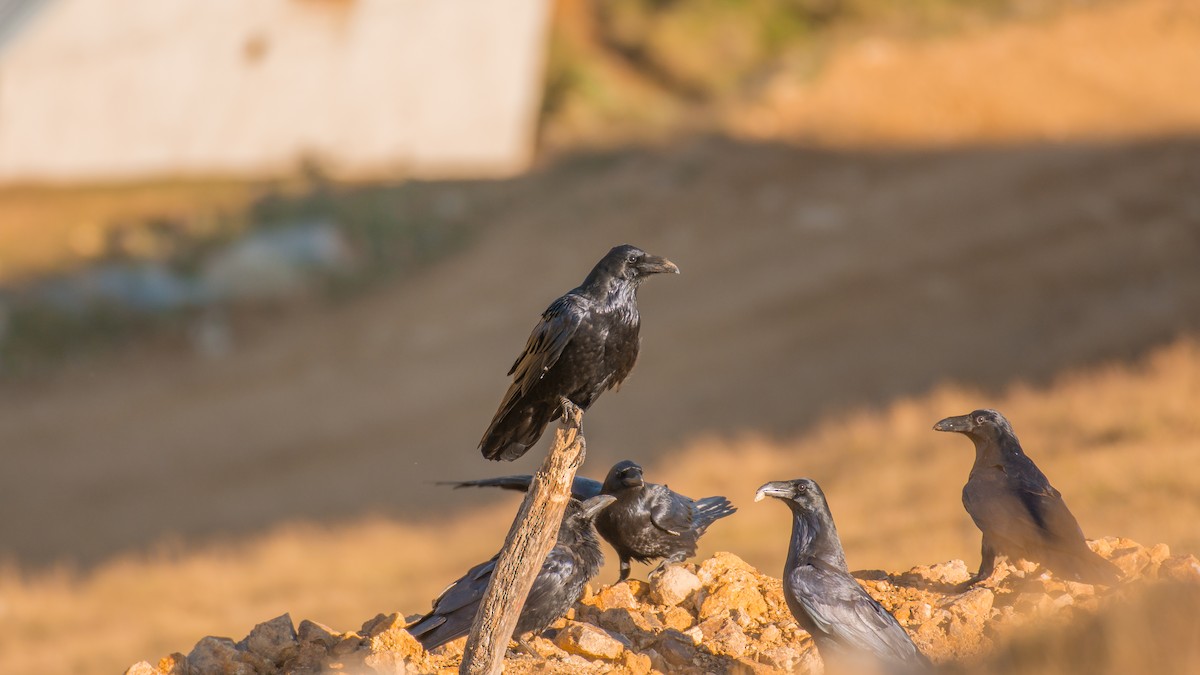 Common Raven - Huseyin Keles