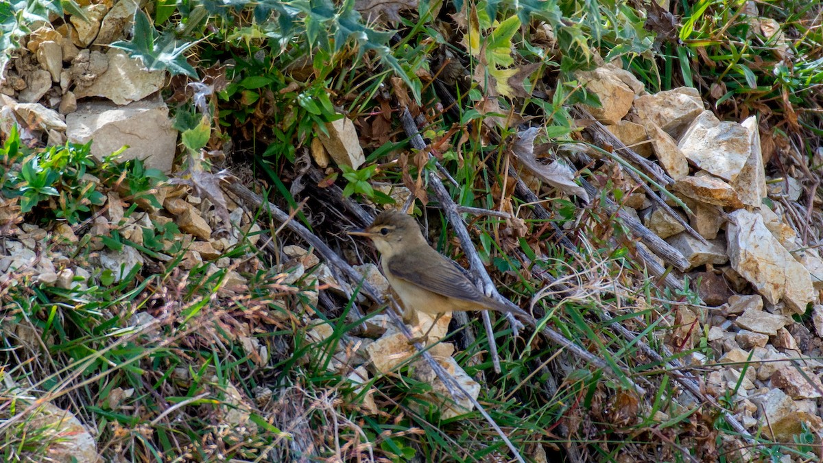 Common Reed Warbler - ML609131265