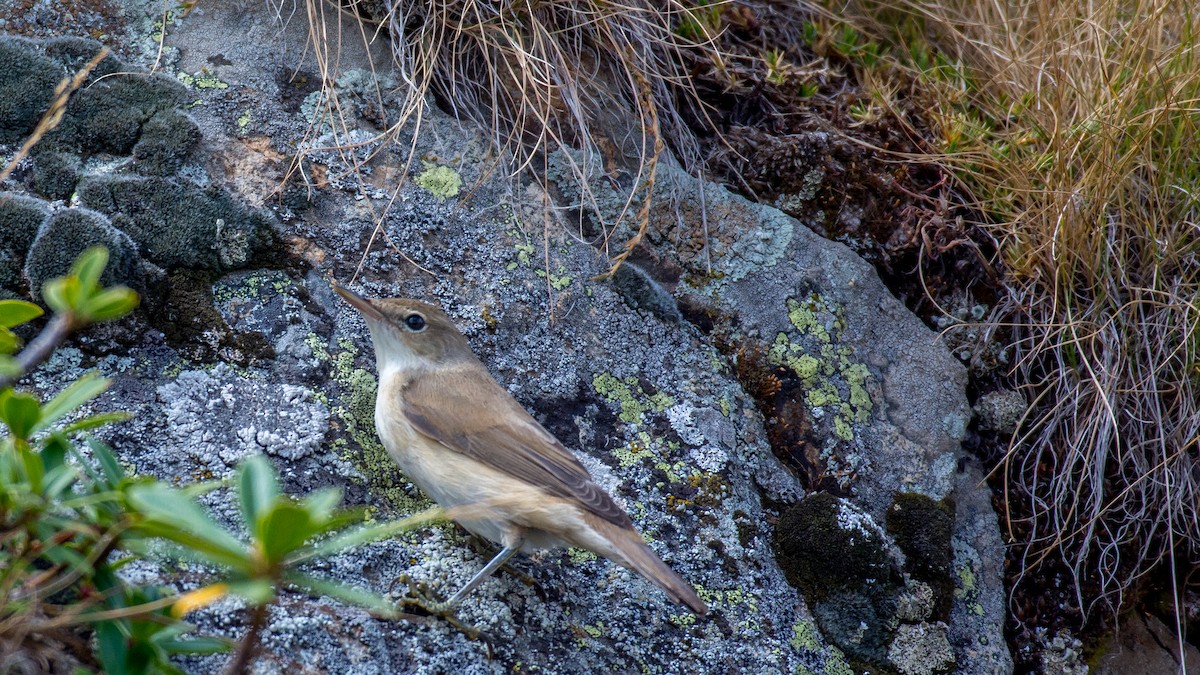 Common Reed Warbler - ML609131266