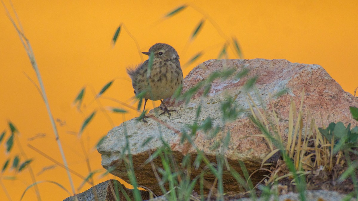 Water Pipit - ML609131331