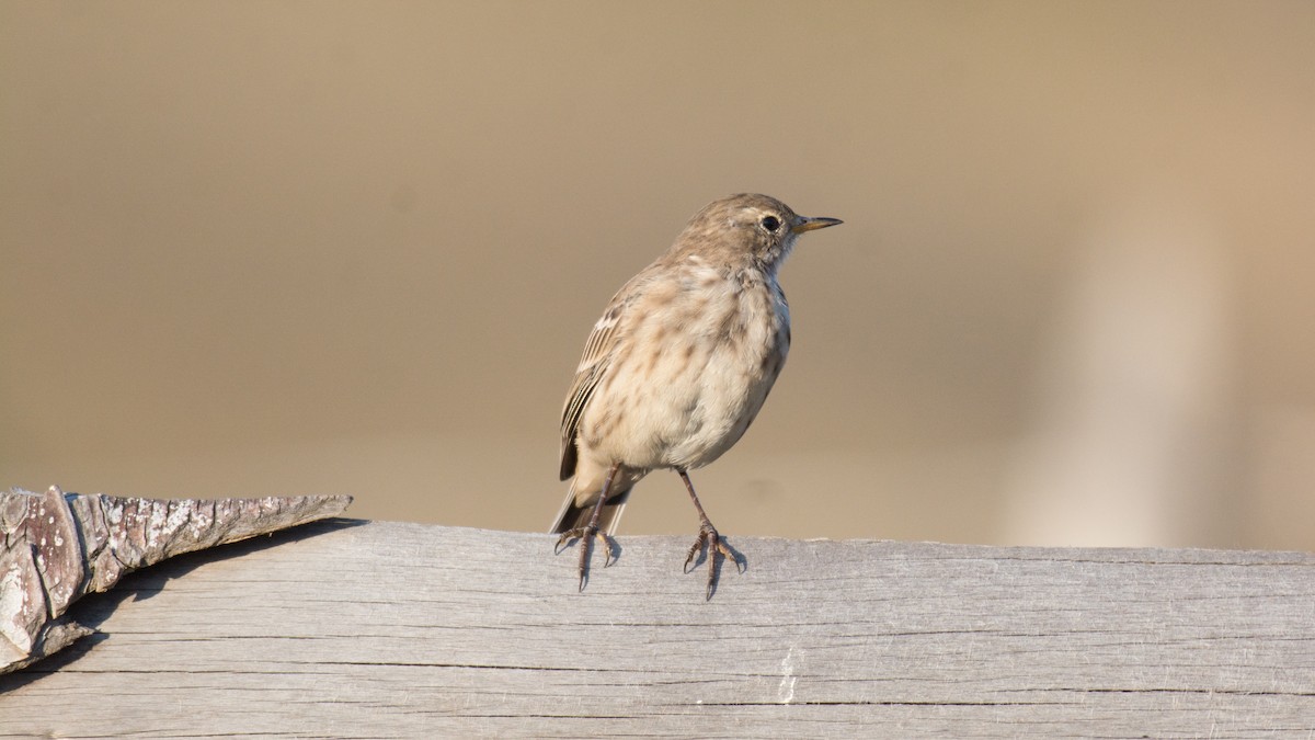 Water Pipit - ML609131332