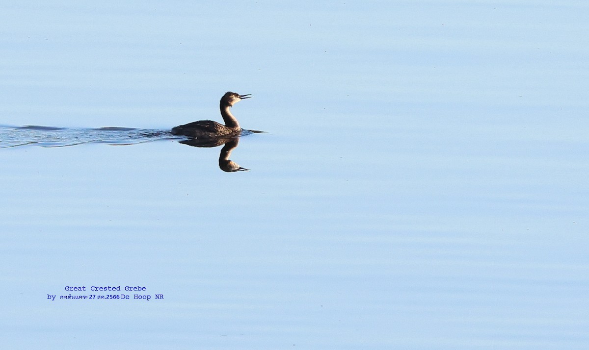 Great Crested Grebe - ML609131368
