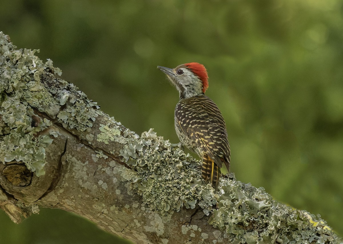 Cardinal Woodpecker - ML609131629