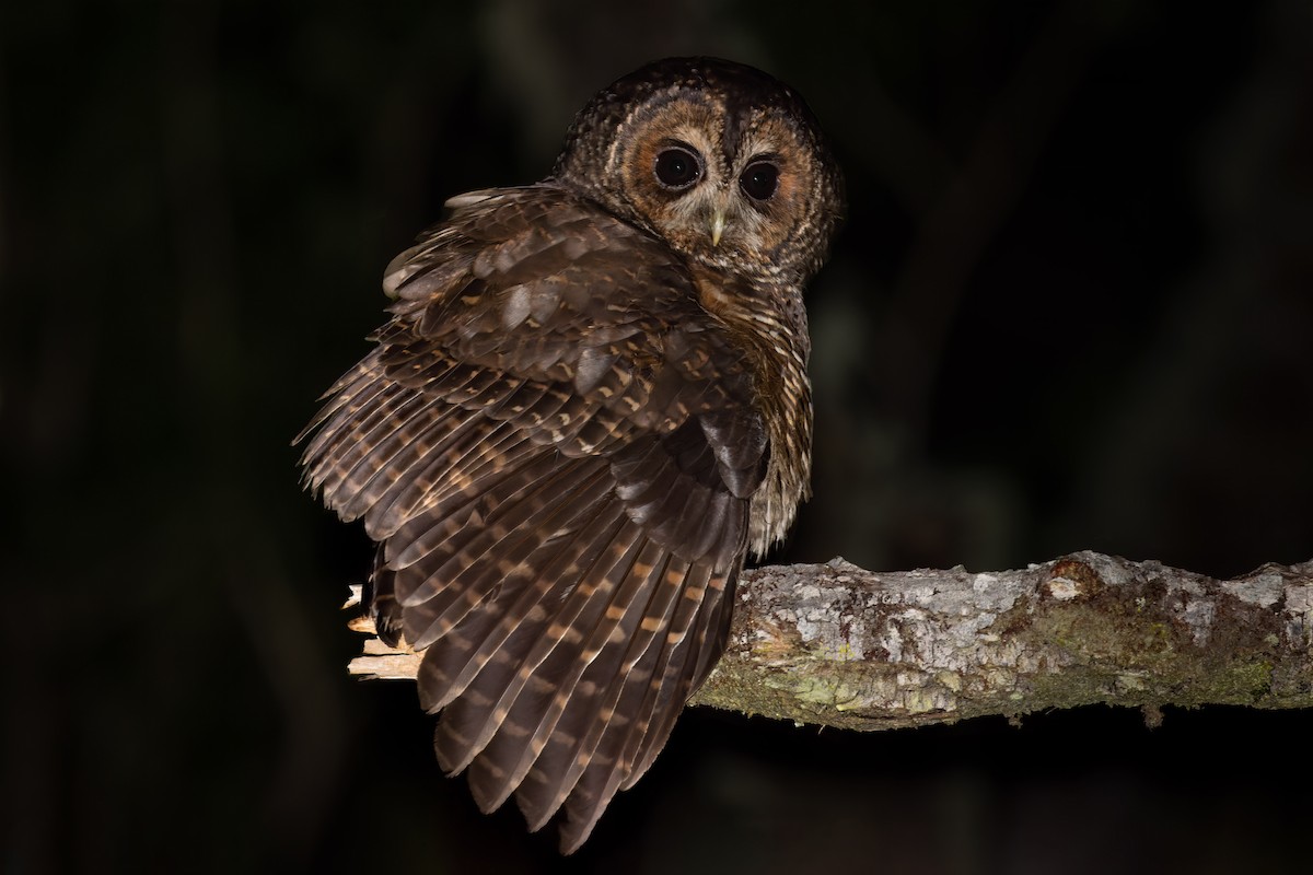 Rufous-legged Owl - Diego Castro