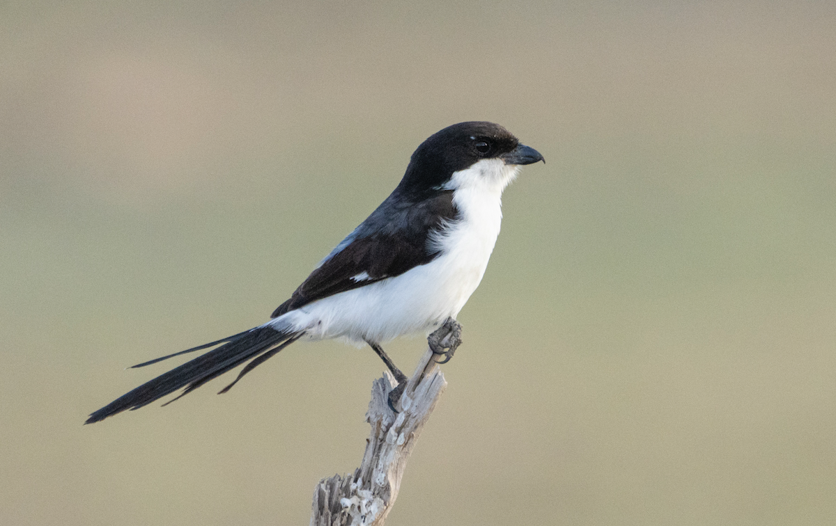 Long-tailed Fiscal - ML609131947