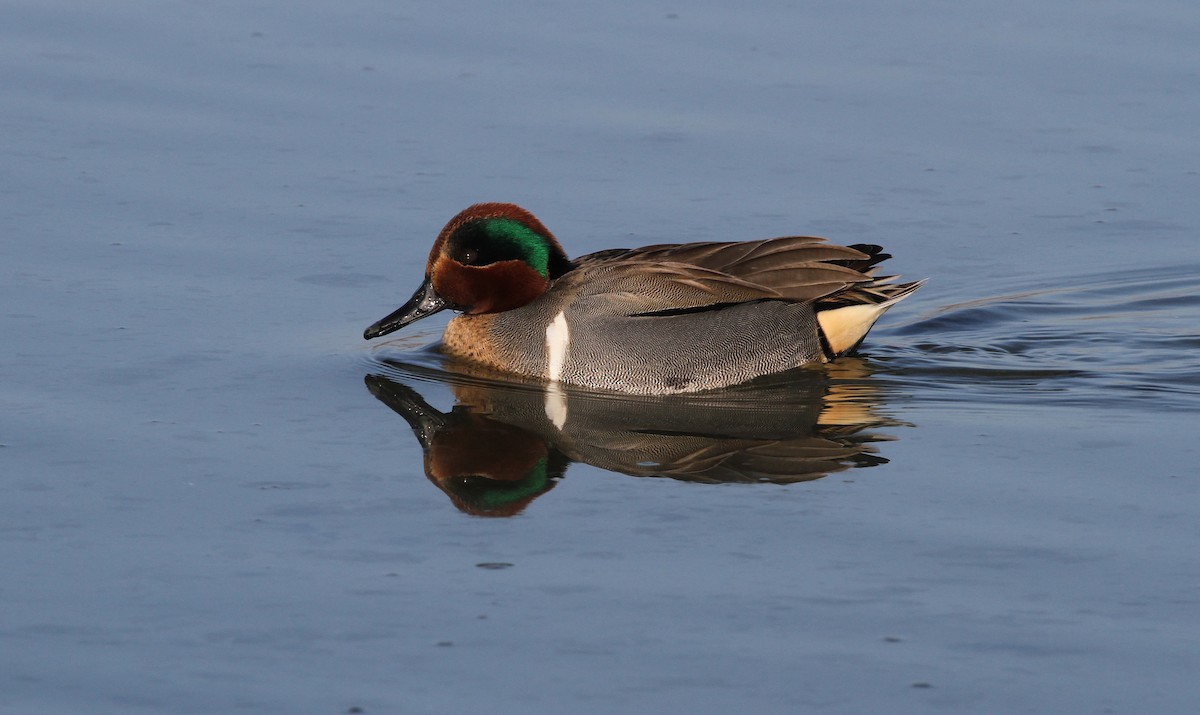 Green-winged Teal - ML609131955