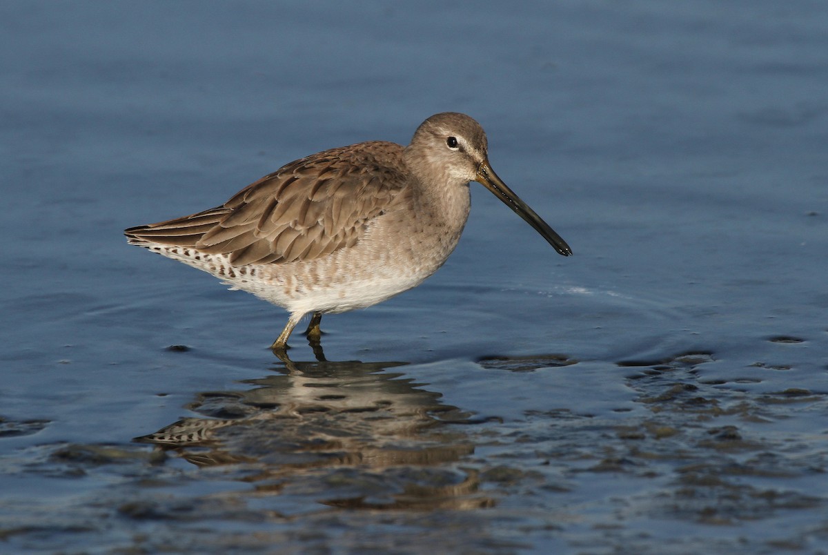 Long-billed Dowitcher - ML609131997