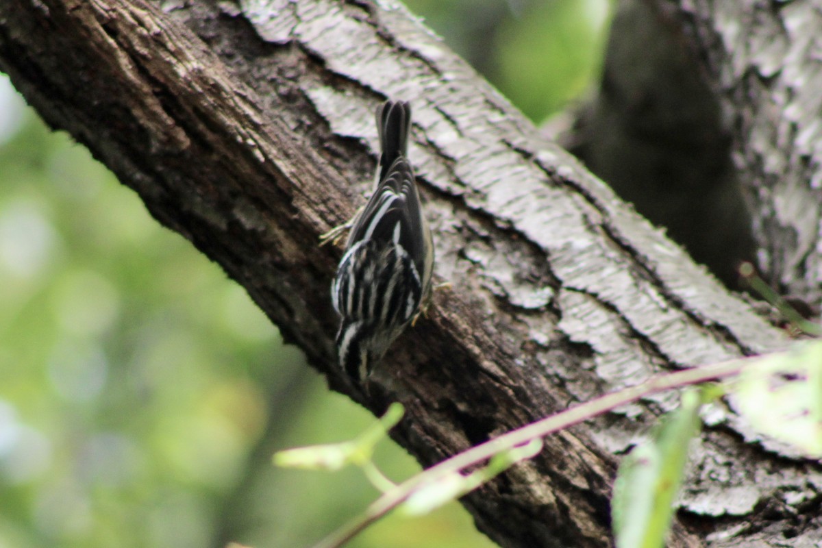 Black-and-white Warbler - ML609132070